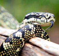 Reptile Encounters - Restaurant Gold Coast