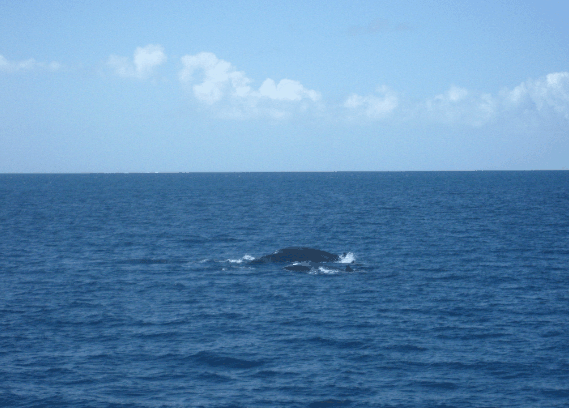 Carlo Fishing Charters - Restaurant Gold Coast 1