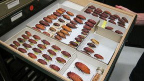 Western Australian Museum - Restaurant Gold Coast 1