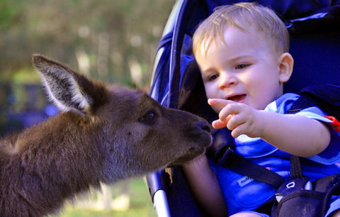 Australian Reptile Park - Restaurant Gold Coast 6