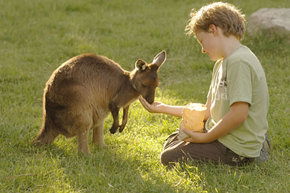Cleland Wildlife Park - Restaurant Gold Coast 4