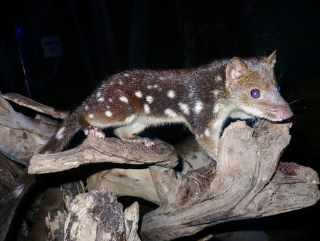 East Coast Natureworld - Restaurant Gold Coast 5