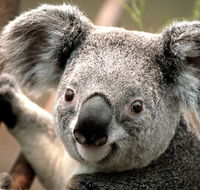 Potoroo Palace - Restaurant Gold Coast