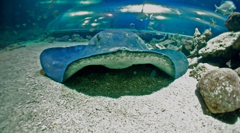 Manly SEA LIFE Sanctuary - Restaurant Gold Coast 3