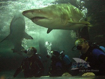 Manly SEA LIFE Sanctuary - Restaurant Gold Coast 5