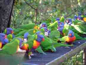 Gorge Wildlife Park - Restaurant Gold Coast 4
