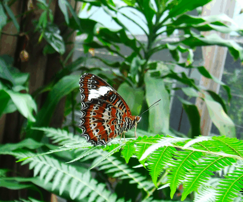 Australian Butterfly Sanctuary - Restaurant Gold Coast 1