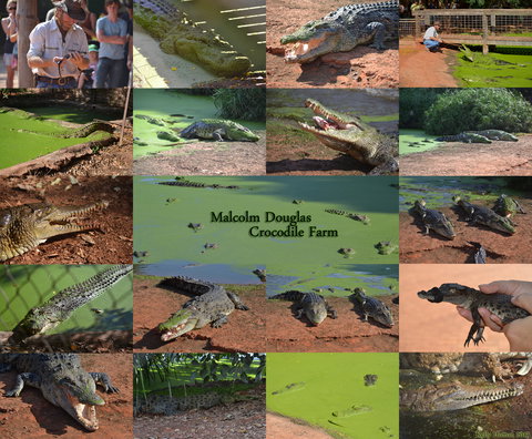 The Malcolm Douglas Crocodile Park - Restaurant Gold Coast 0