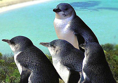 Rockingham Wild Encounters - Restaurant Gold Coast 0