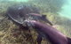Rockingham Wild Encounters - thumb 3
