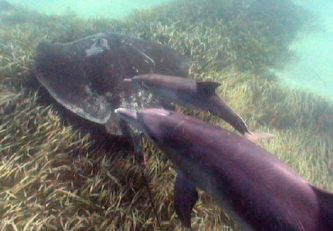 Rockingham Wild Encounters - Restaurant Gold Coast 3