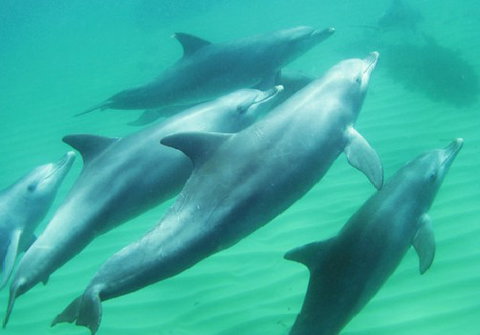 Rockingham Wild Encounters - Restaurant Gold Coast 4