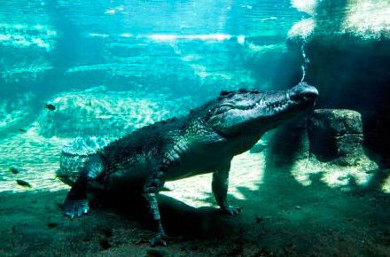 WILD LIFE Sydney Zoo - Restaurant Gold Coast 0