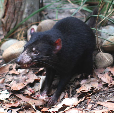 WILD LIFE Sydney Zoo - Restaurant Gold Coast 5