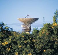 Big Dish - Restaurant Gold Coast