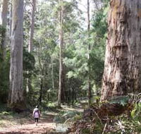 Warren River Loop Walk - Restaurant Gold Coast