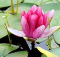 The Lotus Day Spa and Retreat - Restaurant Gold Coast