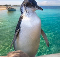Penguin Island - Restaurant Gold Coast