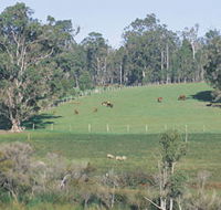 Scenic Drives - Bunbury Collie Donnybrook - Restaurant Gold Coast
