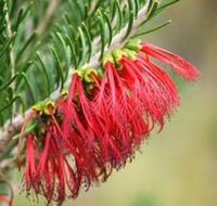 Ethel Daw Scenic Drive - Restaurant Gold Coast