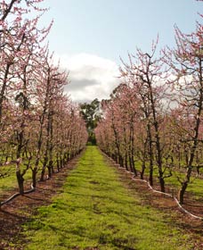 Raeburn Orchards - Restaurant Gold Coast 0