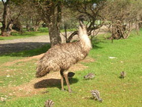 Minlaton Fauna Park - Restaurant Gold Coast 0