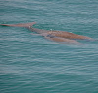 Dugongs - Restaurant Gold Coast
