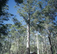 Diamond Tree Lookout Manjimup - Restaurant Gold Coast