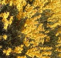 Dalwallinu Remnant Bushland - Restaurant Gold Coast