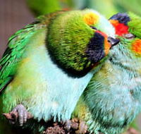 Rainbow Jungle - The Australian Parrot Breeding Centre - Restaurant Gold Coast