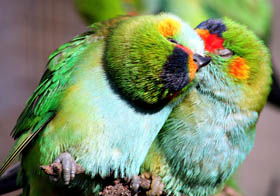 Rainbow Jungle - The Australian Parrot Breeding Centre - Restaurant Gold Coast 0