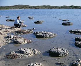 Lake Thetis Stromatolites - Restaurant Gold Coast 0