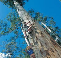 Dave Evans Bicentennial Tree - Restaurant Gold Coast