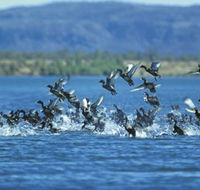 Ord River - Restaurant Gold Coast