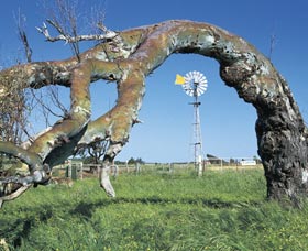 Greenough Leaning Trees - Restaurant Gold Coast 0