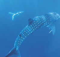 Ningaloo Marine Park - Restaurant Gold Coast