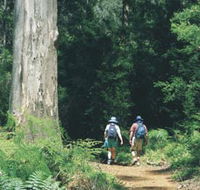 Gloucester Tree - Restaurant Gold Coast