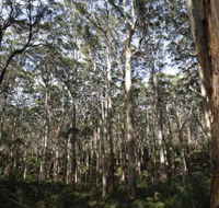 Boranup Karri Forest - Restaurant Gold Coast
