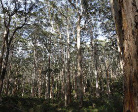 Boranup Karri Forest - Restaurant Gold Coast 0