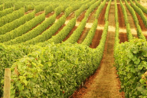 Xanadu Wines - Restaurant Gold Coast 0