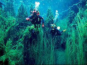Ewens Ponds Conservation Park - Restaurant Gold Coast 0