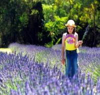 Brayfield Park Lavender Farm - Restaurant Gold Coast