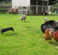 Echo Farm - Restaurant Gold Coast