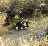Tamar Island Wetlands Reserve and Interpretation Centre - Restaurant Gold Coast