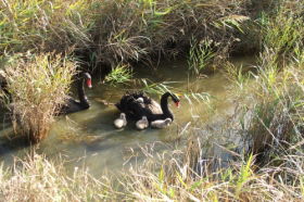 Tamar Island Wetlands Reserve And Interpretation Centre - Restaurant Gold Coast 0