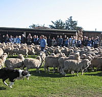 Curringa Farm - Accommodation and Farm Tours - Restaurant Gold Coast