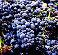 Laurel Bank Vineyard - Restaurant Gold Coast