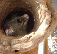 Mulga Sanctuary and Wildlife Park - Restaurant Gold Coast