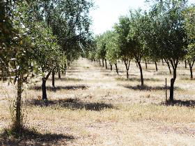 Talinga Grove Olive Oils - Restaurant Gold Coast 0