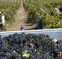 Rolf Binder Wines - Restaurant Gold Coast